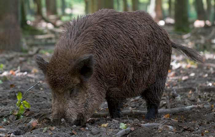 Wildschwein bei wildkammer-stutensee.de